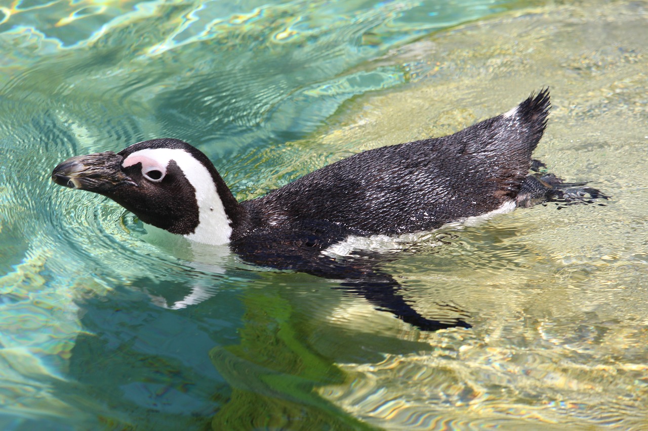 penguin water zoo free photo