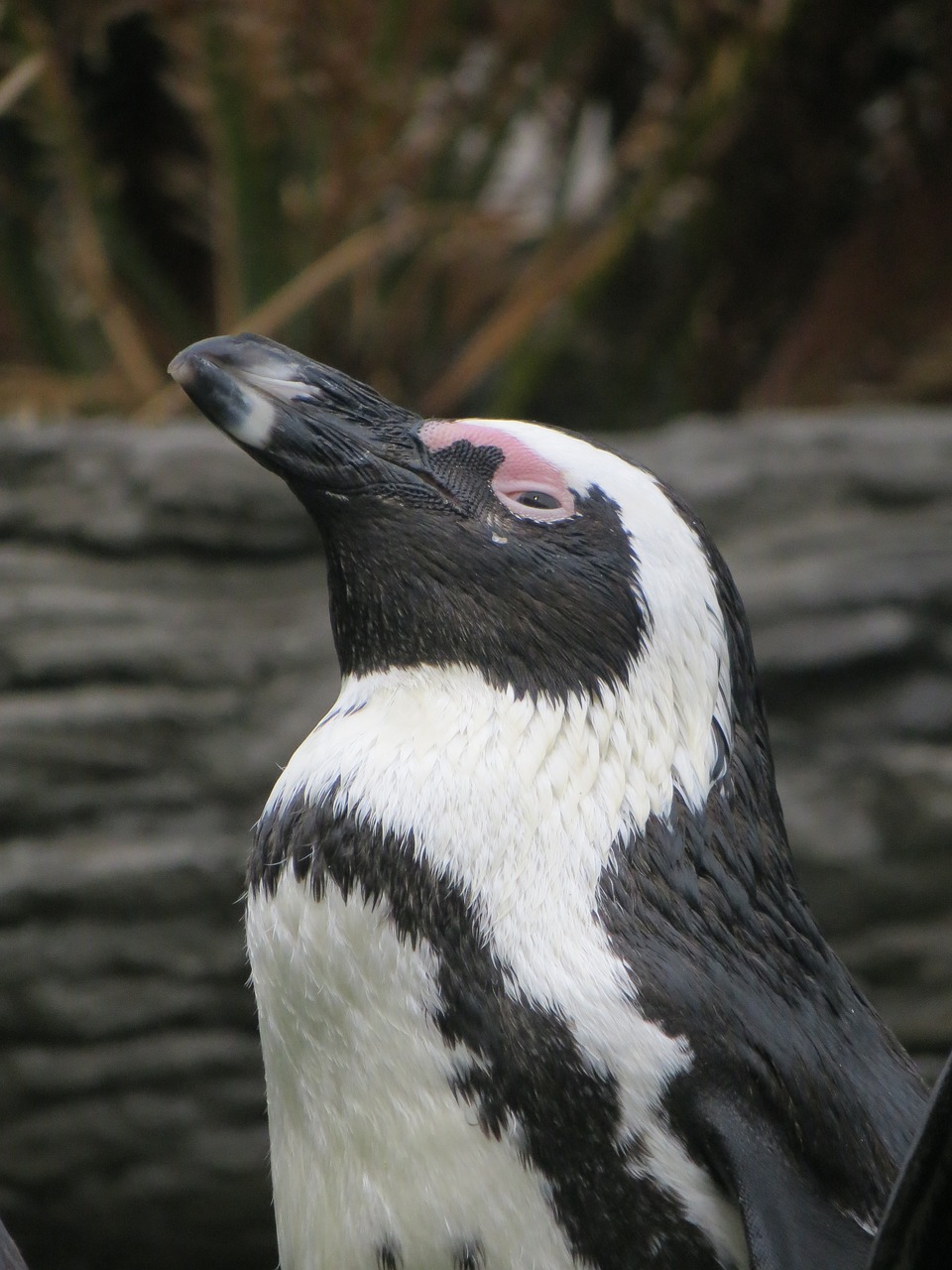 penguin zoo bird free photo