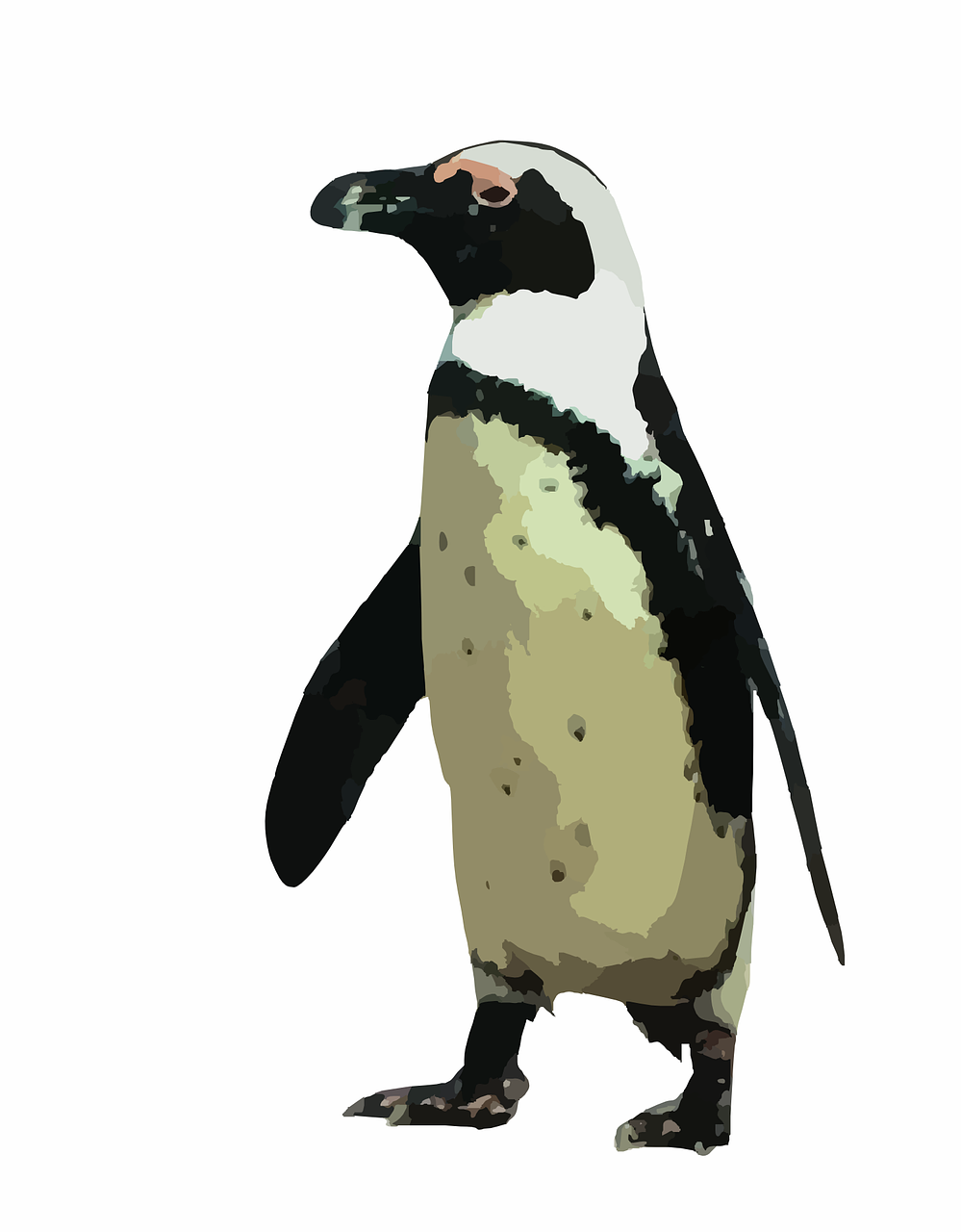 penguin tux animal free photo