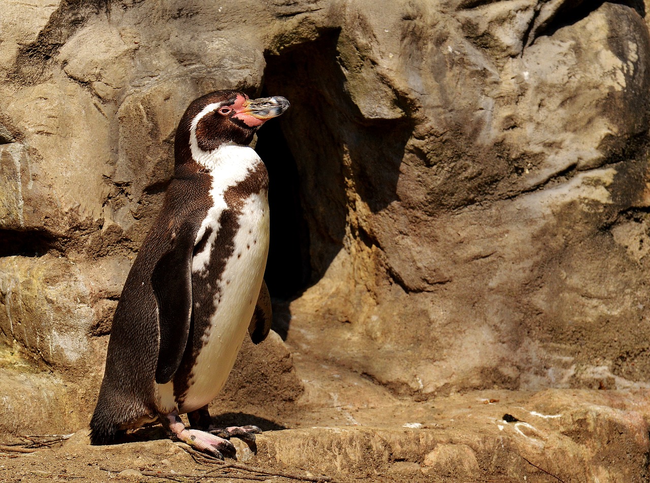 penguin animal animal world free photo