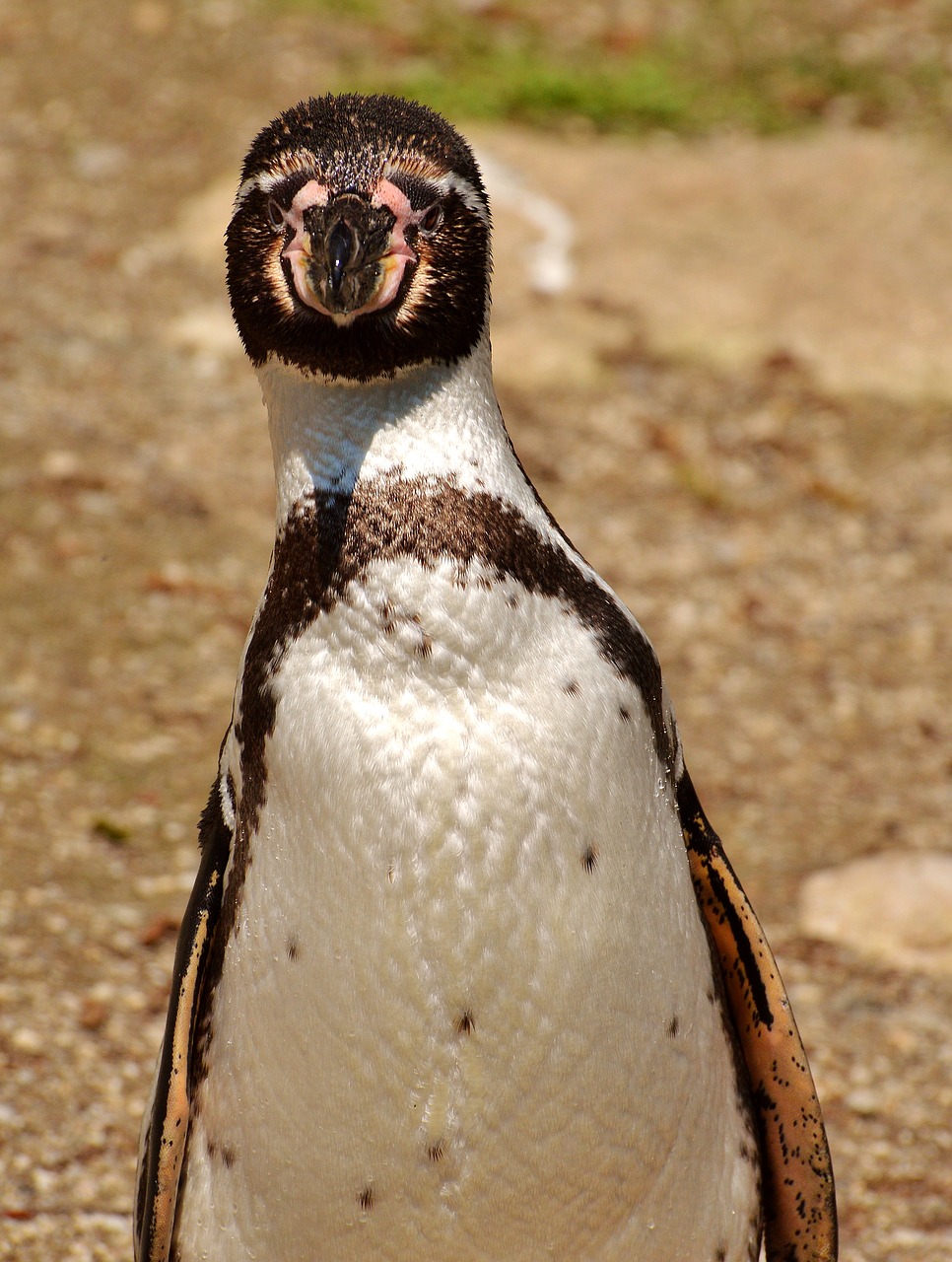 penguin animal animal world free photo