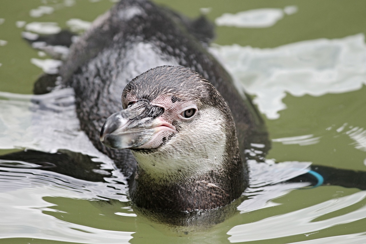 penguin swim head free photo