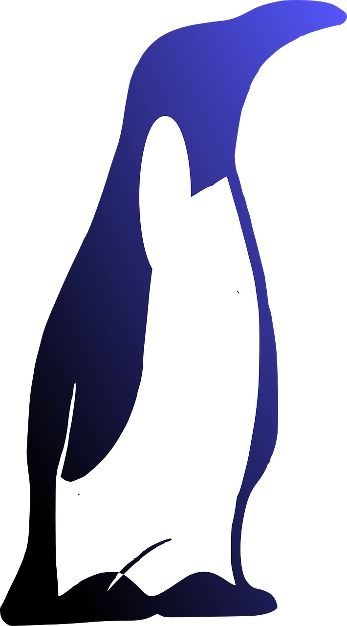 penguin bird animal free photo
