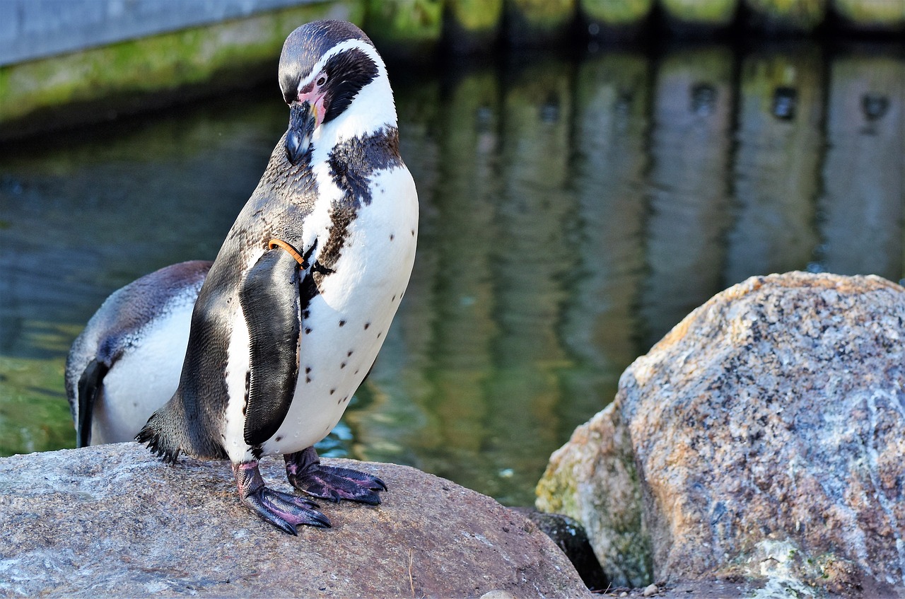 penguin bird water bird free photo