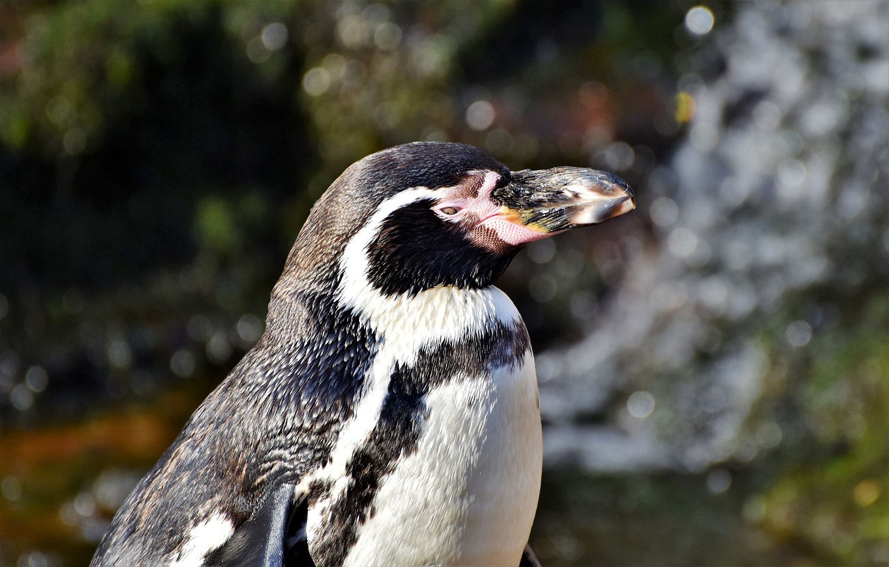 penguin bird water bird free photo