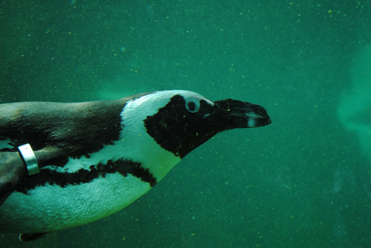 penguin penguin under water aquatic animal free photo