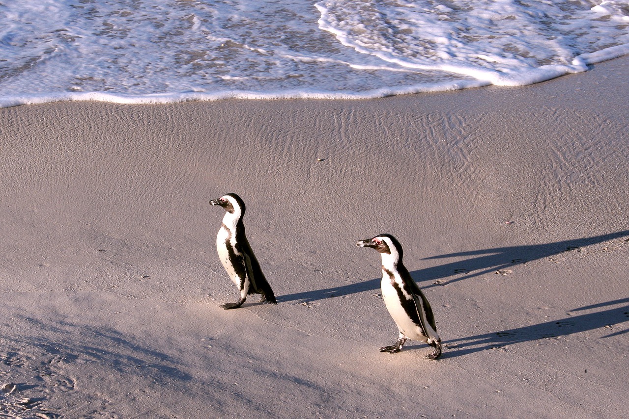 penguin nature sand free photo