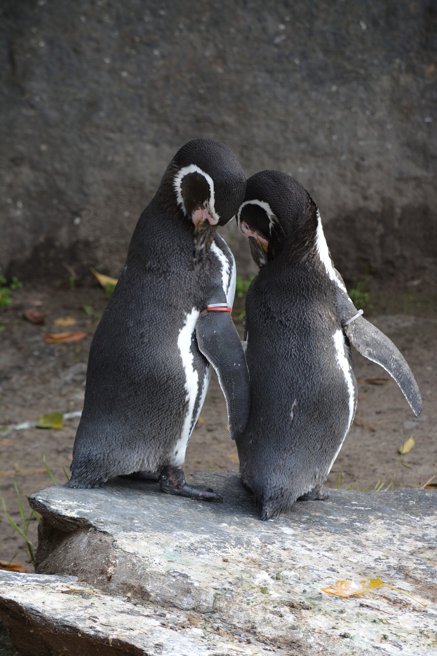 penguin animal world bird free photo