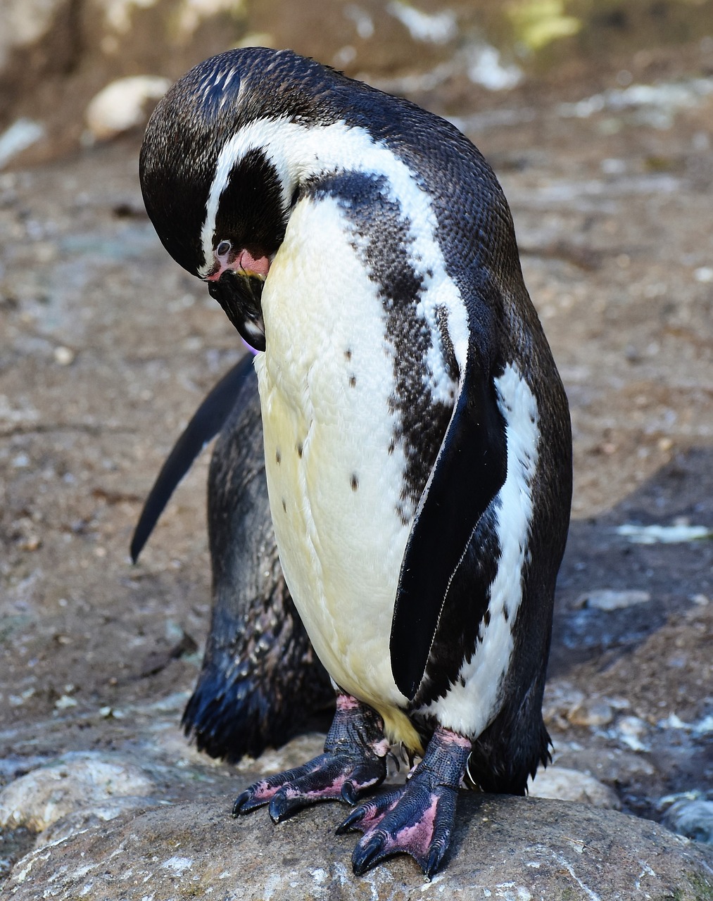 penguin bird water bird free photo