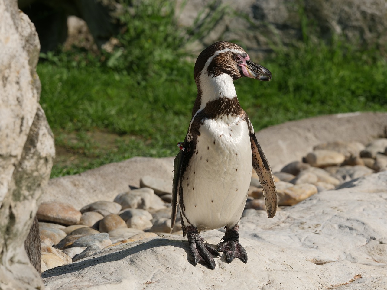 penguin  penguins  humboldt penguin free photo