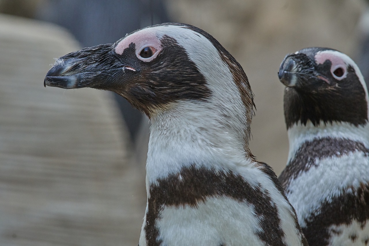 penguin  animal world  bird free photo