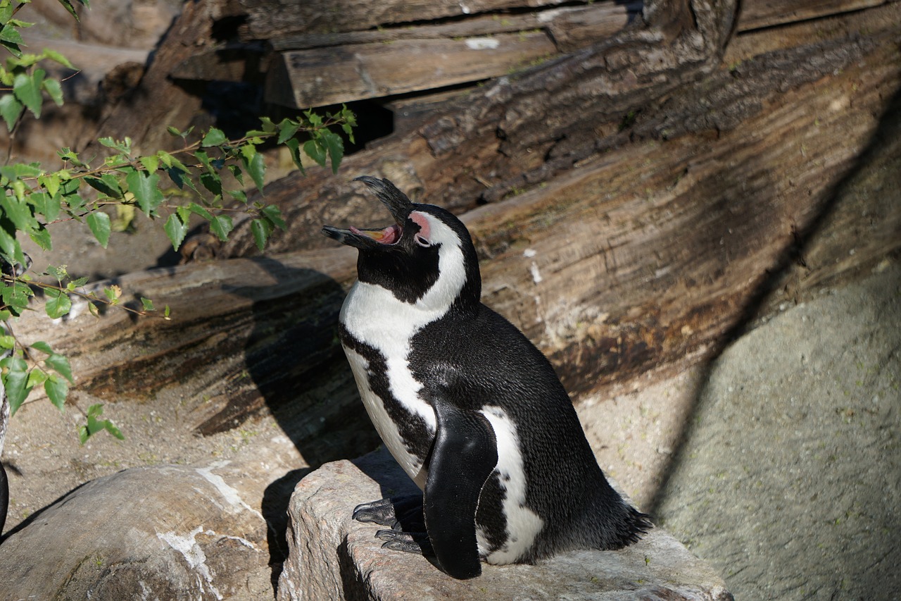 penguin  zoo  animal world free photo