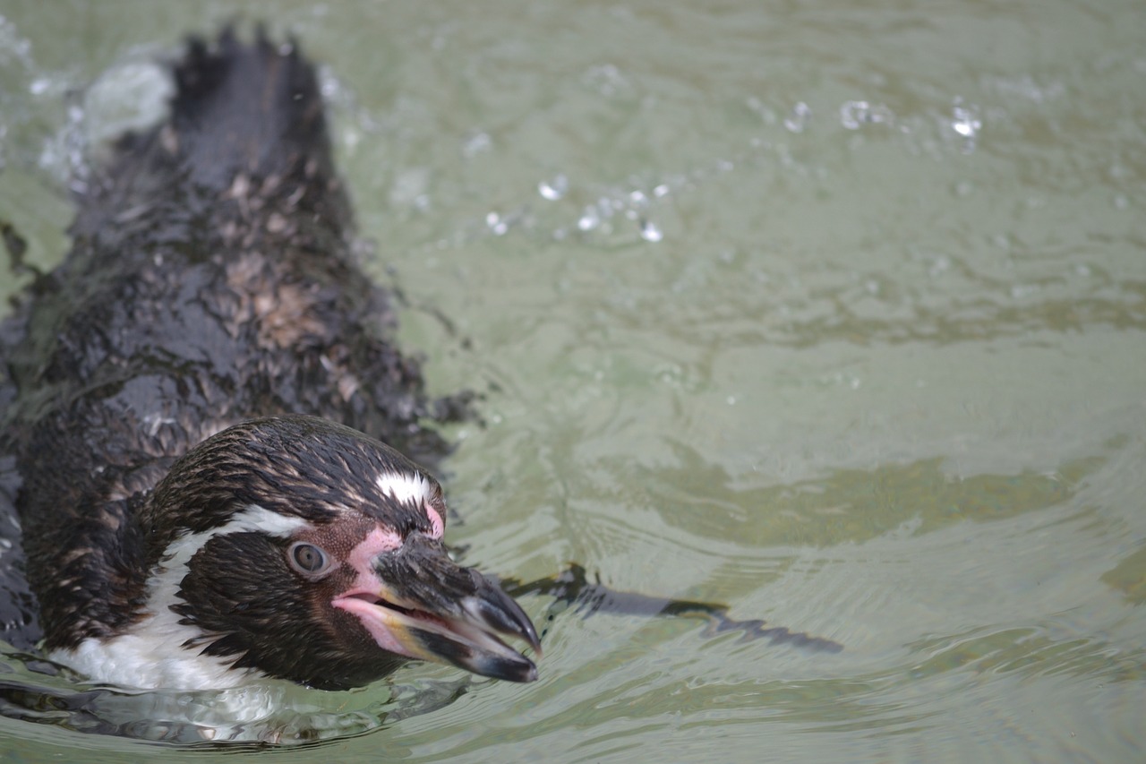penguin swimming zoo free photo