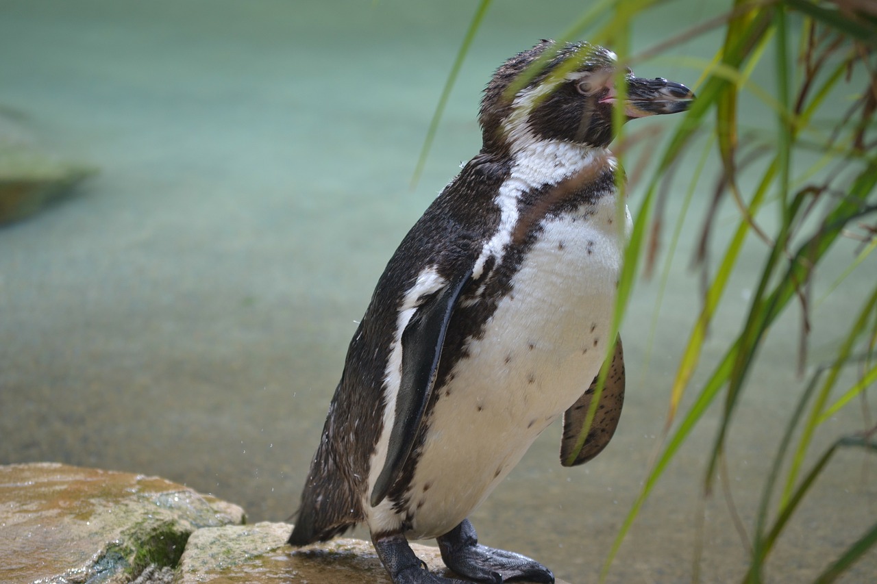 penguin zoo cheeky free photo