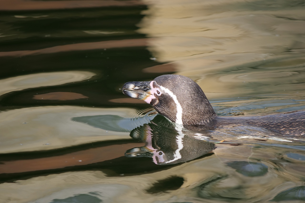 penguin  donkey penguin  animal world free photo