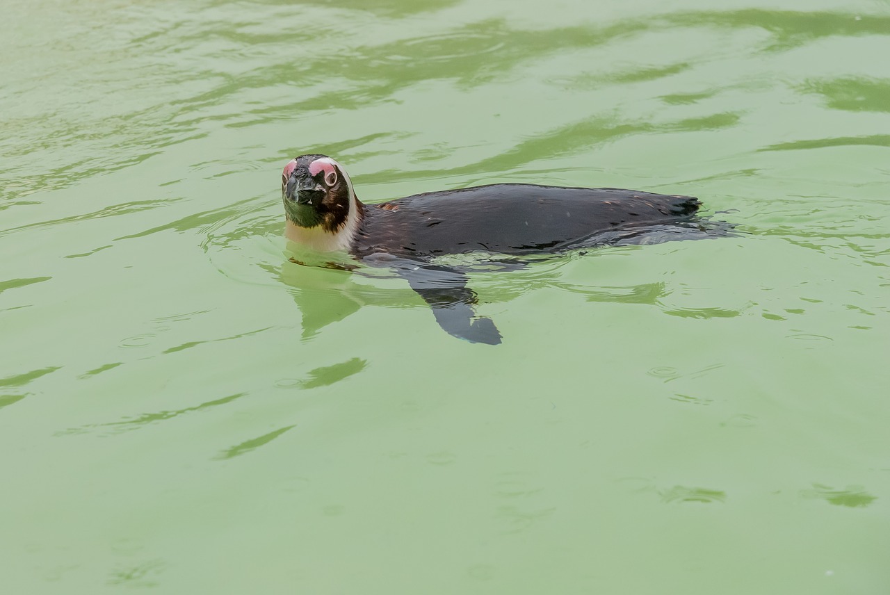 penguin  animal  bird free photo