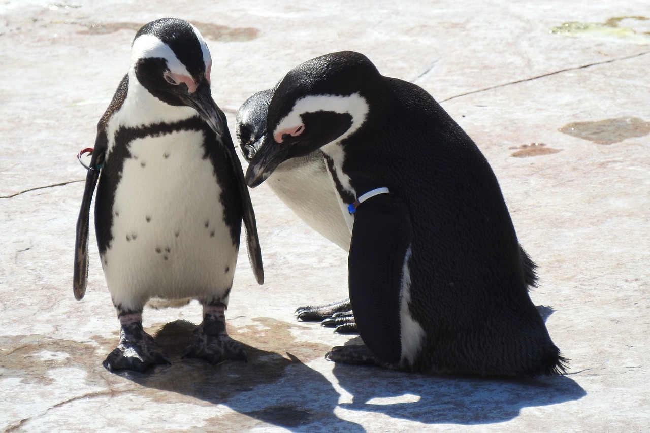 penguin  zoo  nature free photo