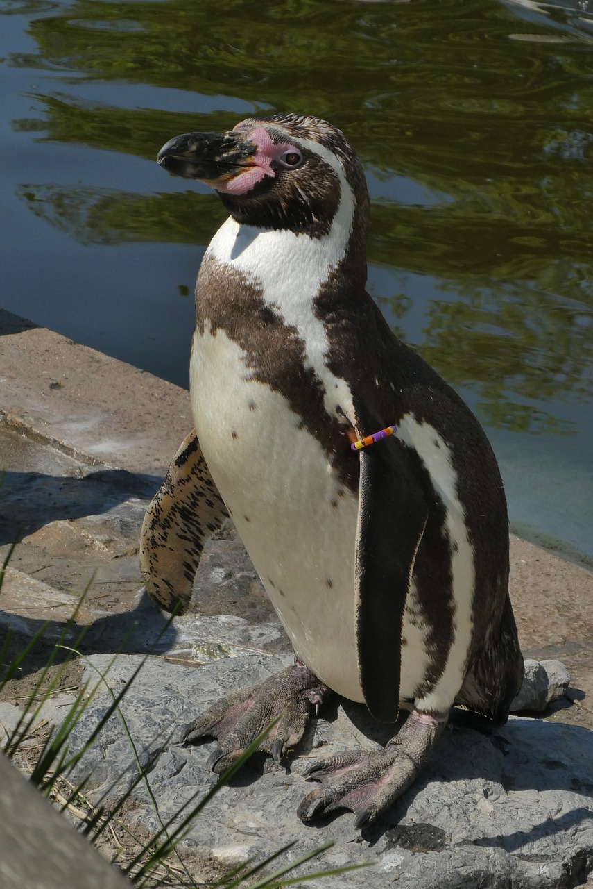 penguin  zoo  zoo planckendael free photo
