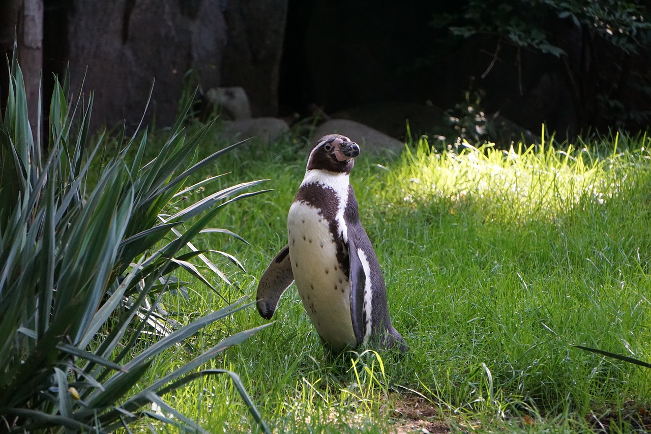 penguin  zoo  black and white free photo