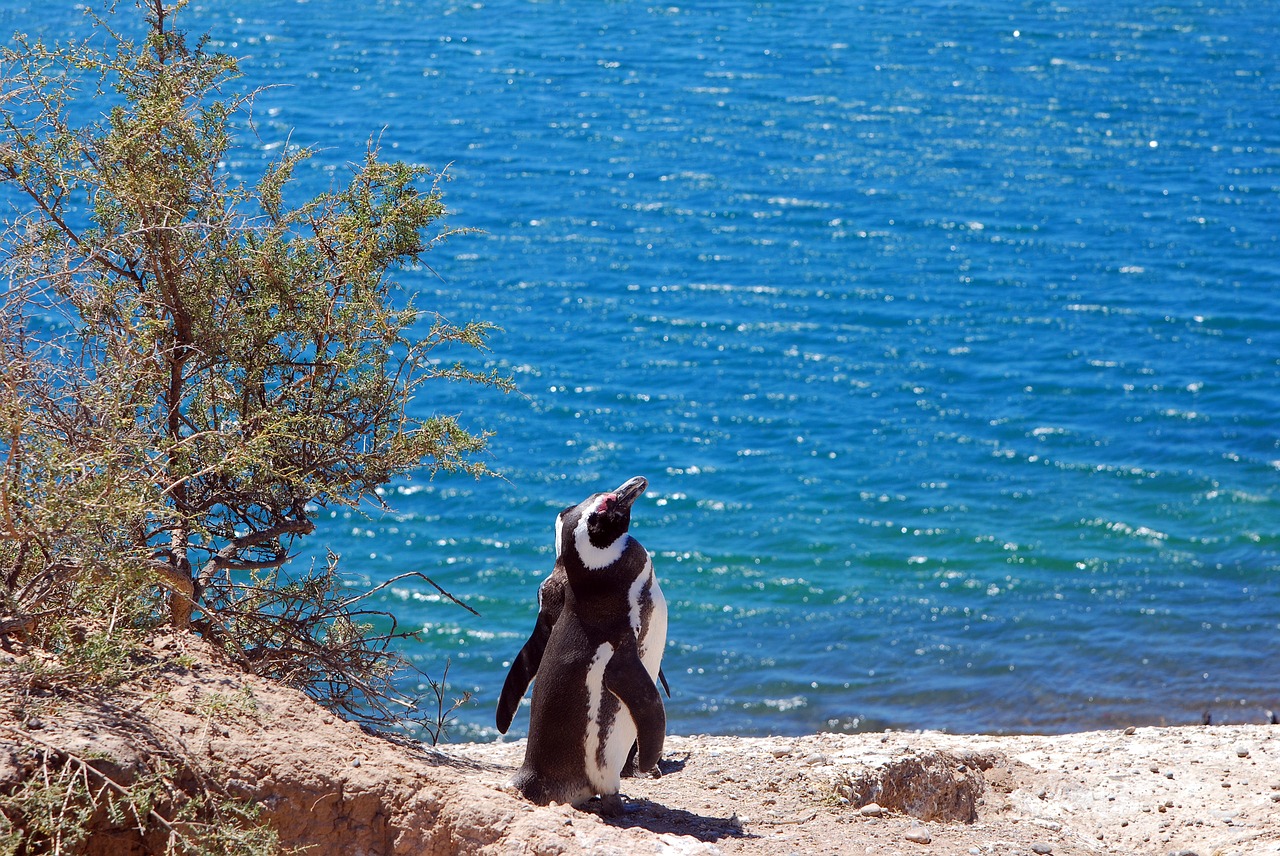 penguin  patagonia  argentine free photo