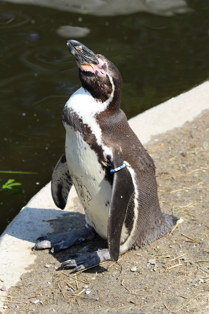 penguin  zoo  planckendael free photo
