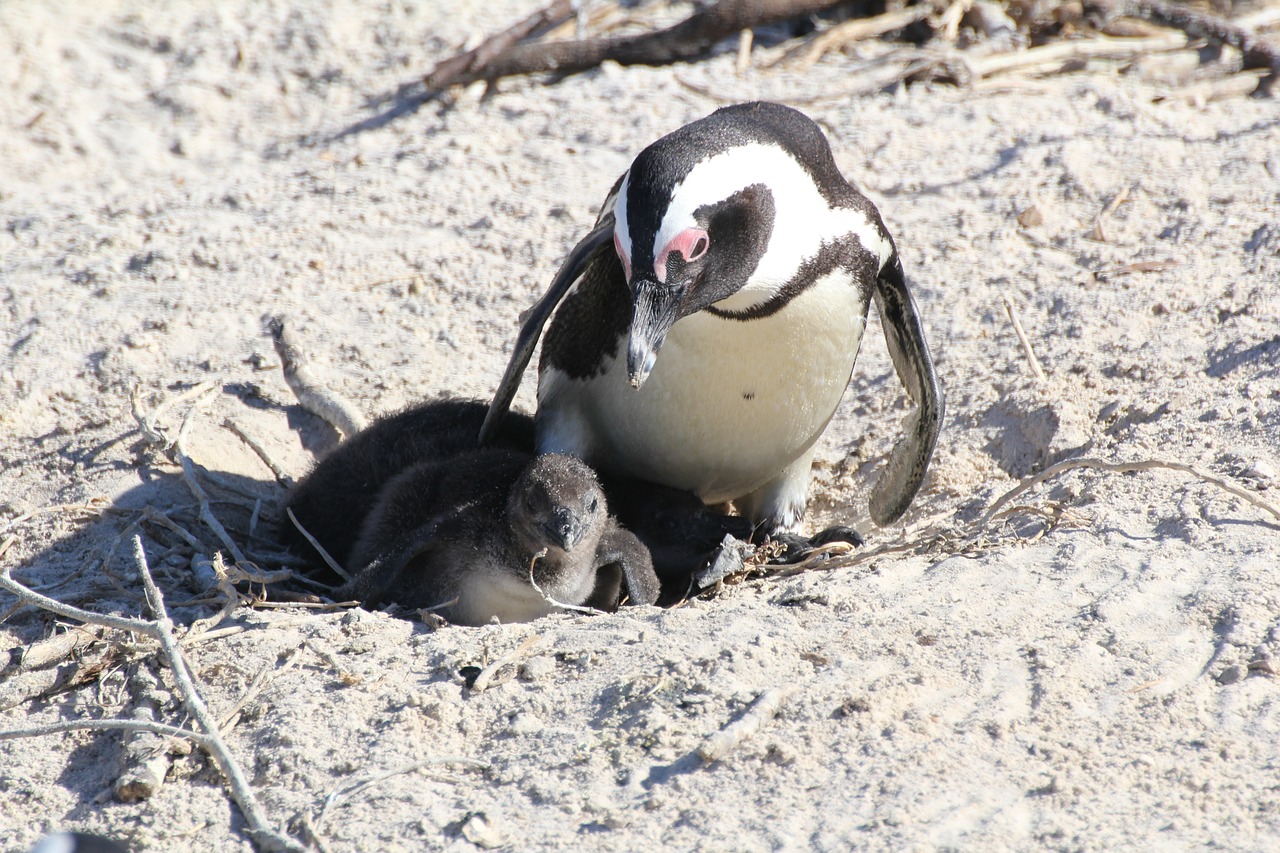 penguin  penguin baby  south africa free photo