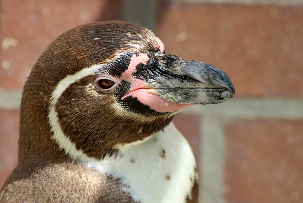 penguin  bird  water free photo