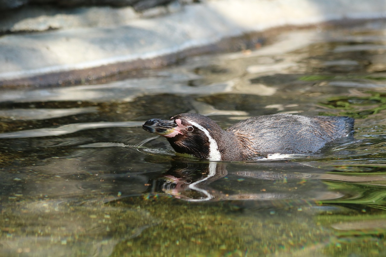 penguin  bird  water free photo