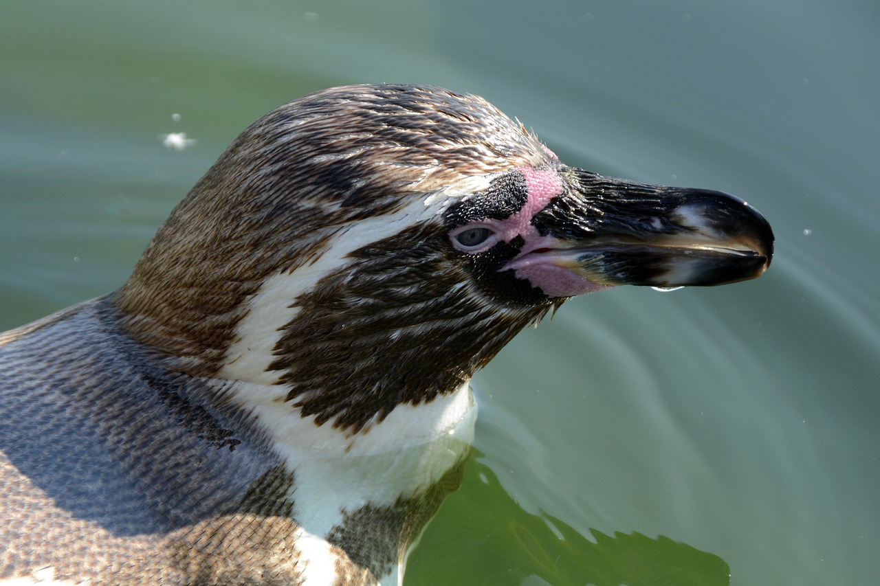 penguin  animal  animal world free photo