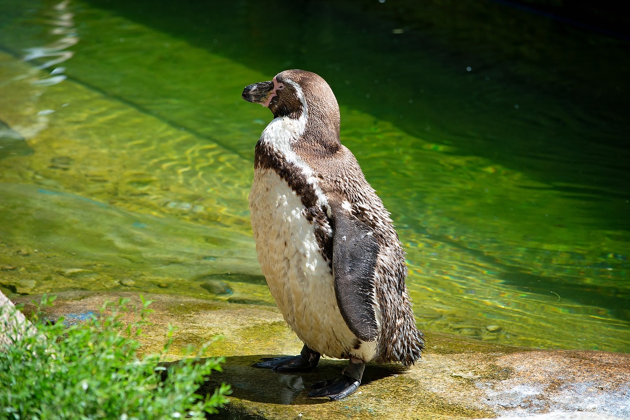 penguin  water bird  water free photo