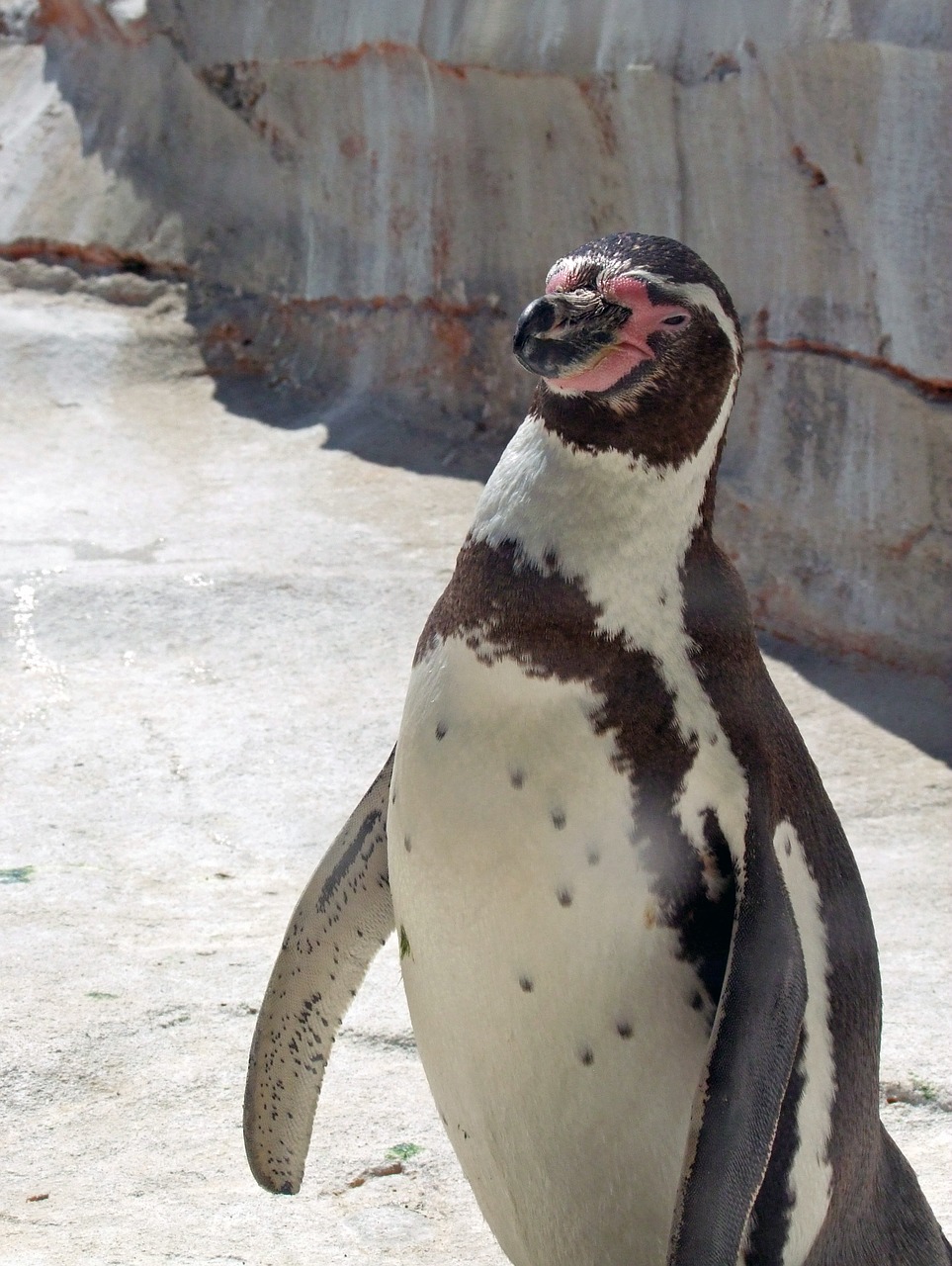 penguin humboldt penguin spheniscus humboldti free photo