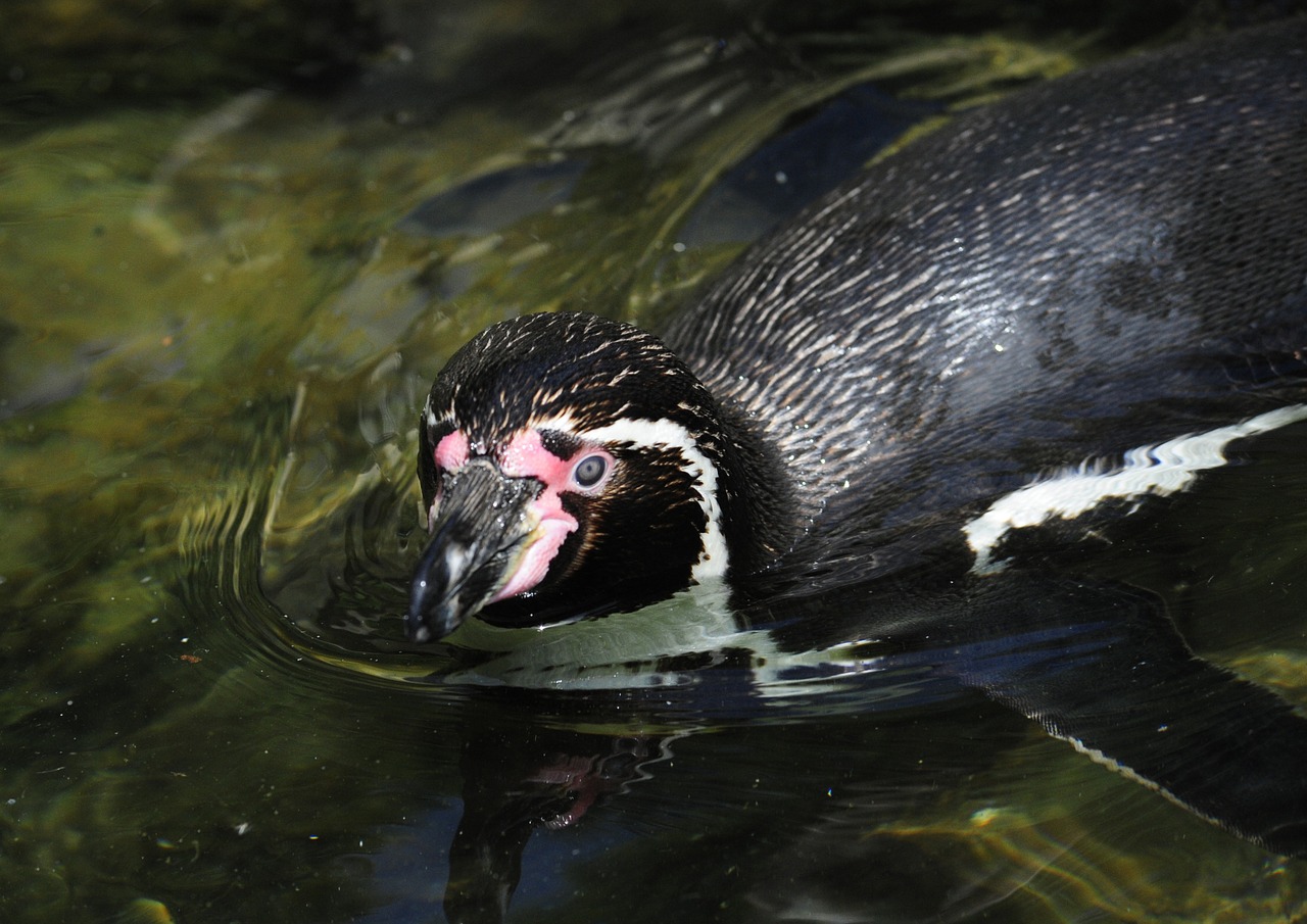 penguin humboldt penguin bird free photo