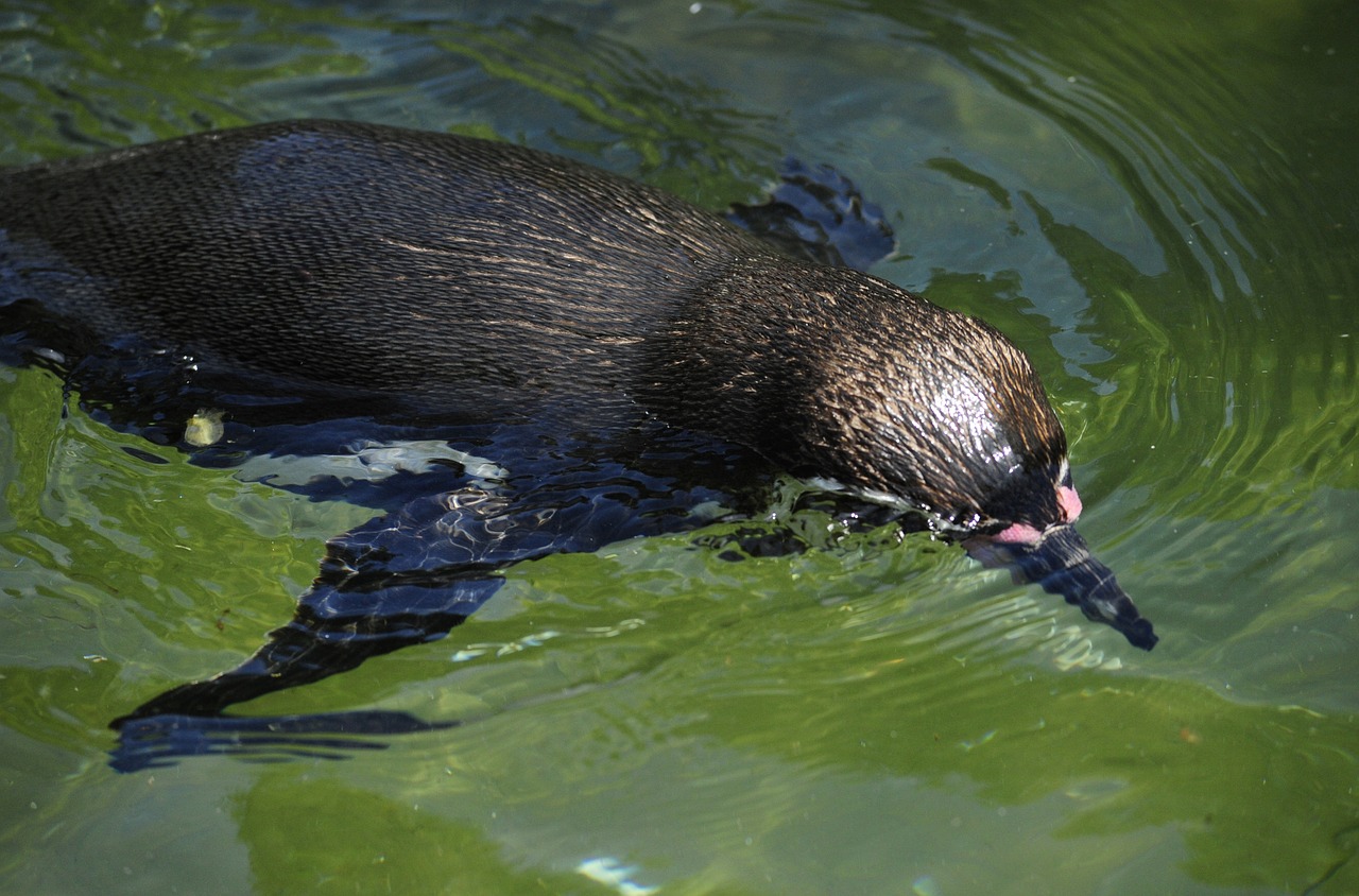 penguin humboldt penguin bird free photo