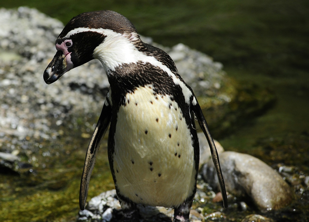 penguin humboldt penguin bird free photo
