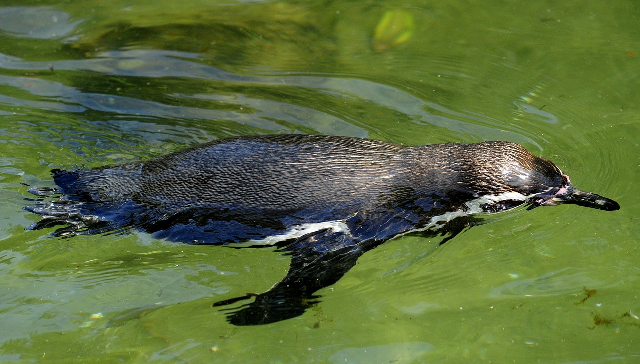 penguin humboldt penguin bird free photo