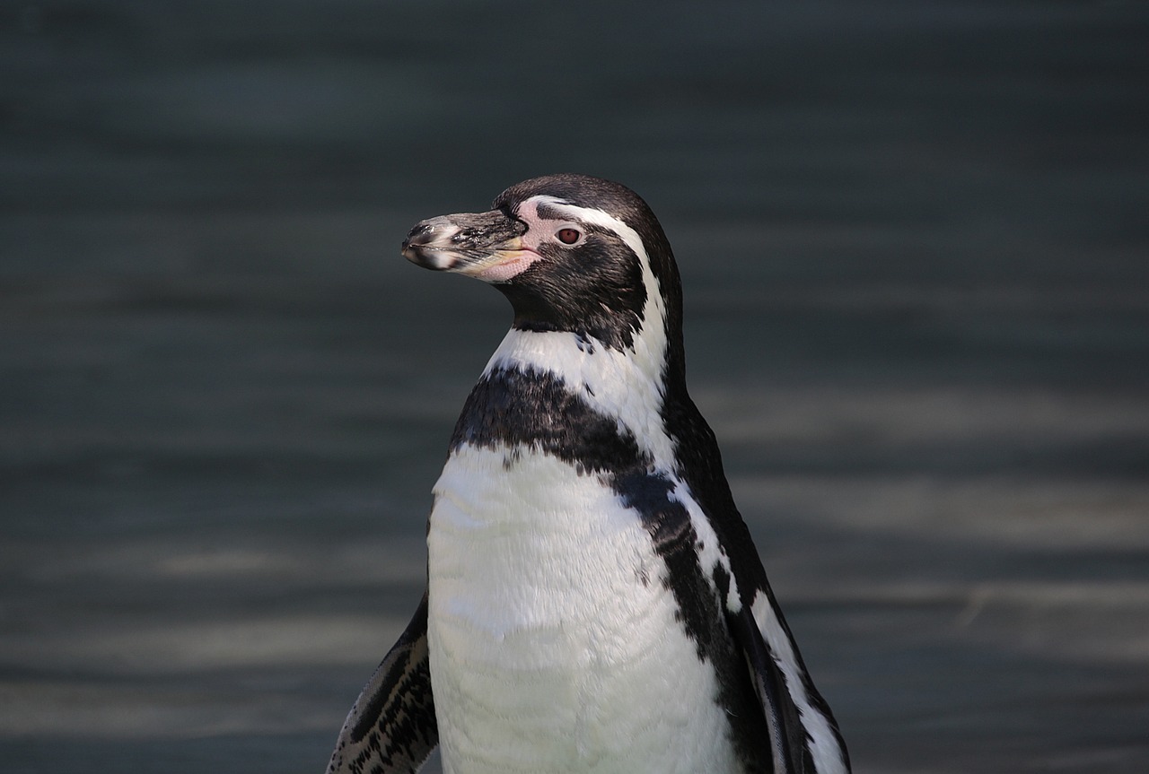 penguin  animal  bird free photo