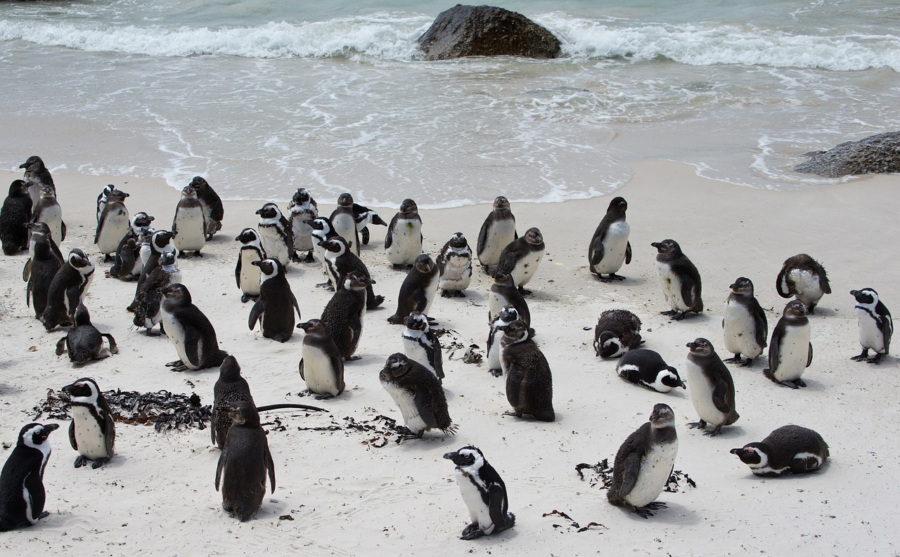 penguin banded penguin spheniscus demersus free photo