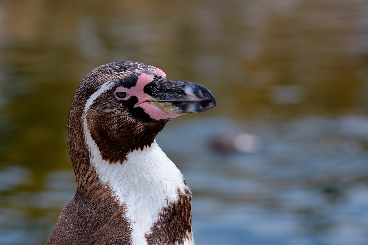 penguin  zoo  animal world free photo