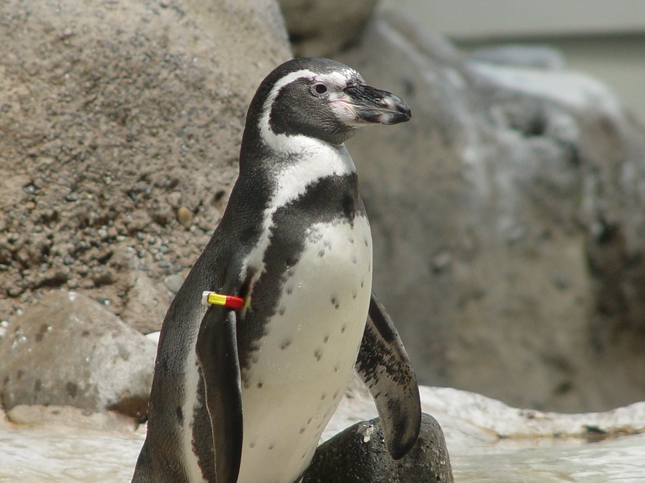 penguin animal wildlife free photo