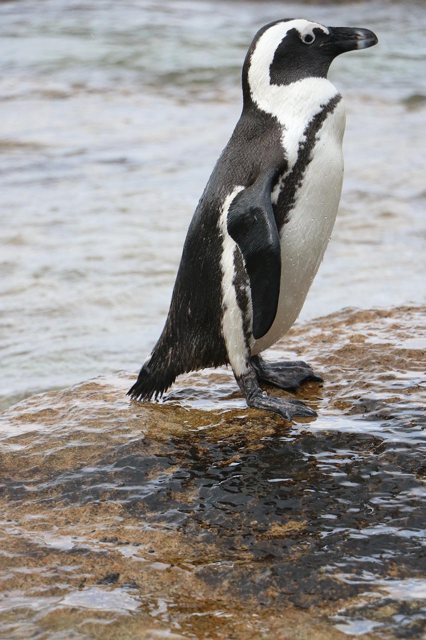 penguin  penguin at sea  penguin at water free photo