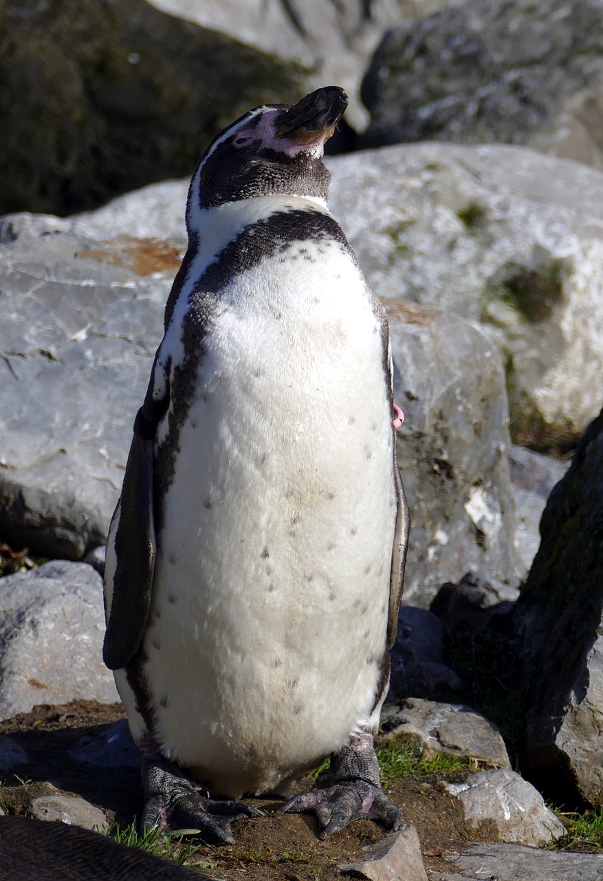 penguin  humboldt  bird free photo