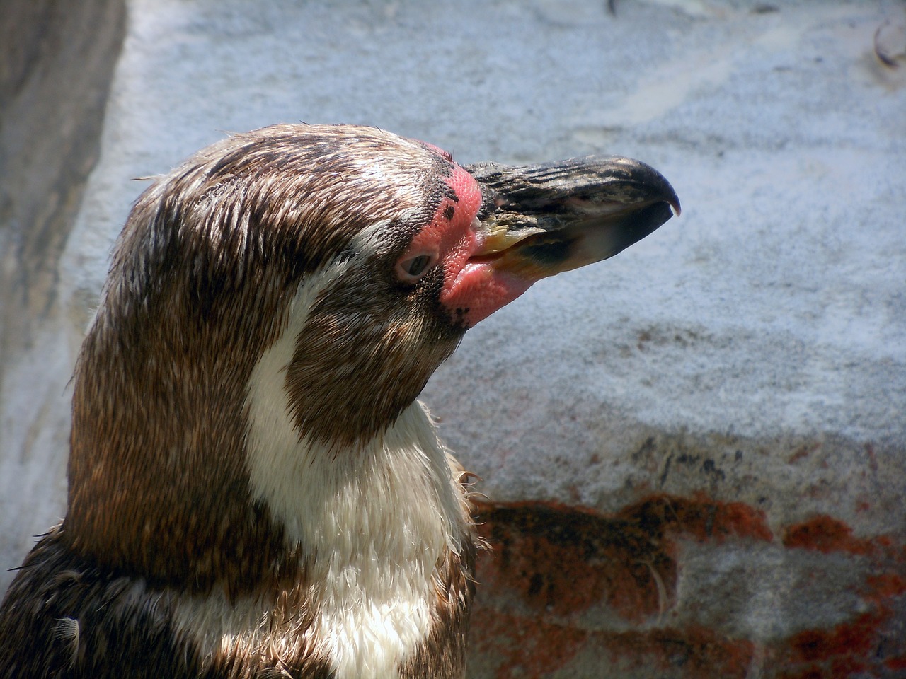 penguin animal head close free photo