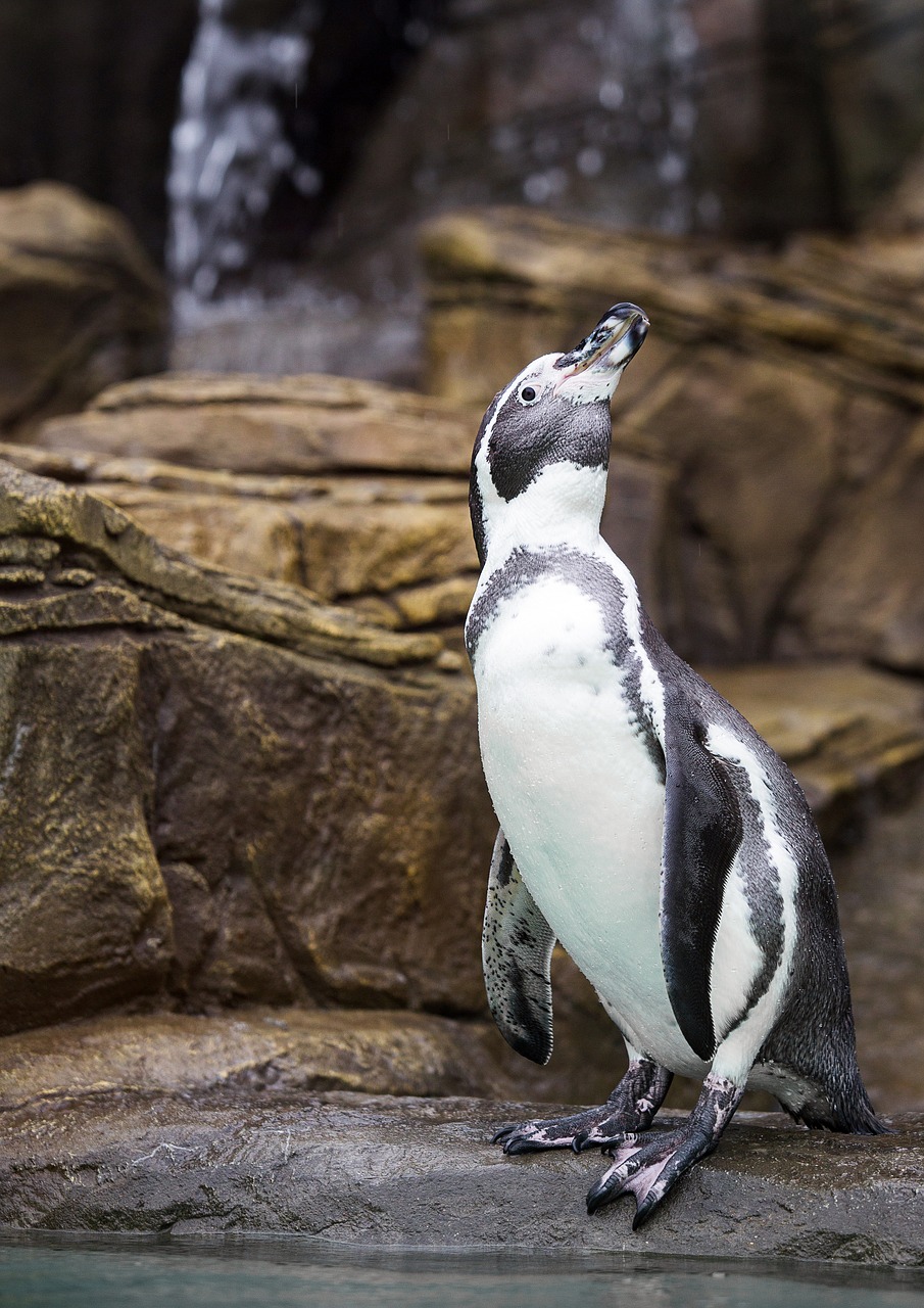 penguin  bird  zoo free photo