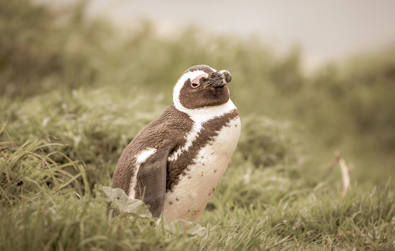 penguin  grass  sunny free photo