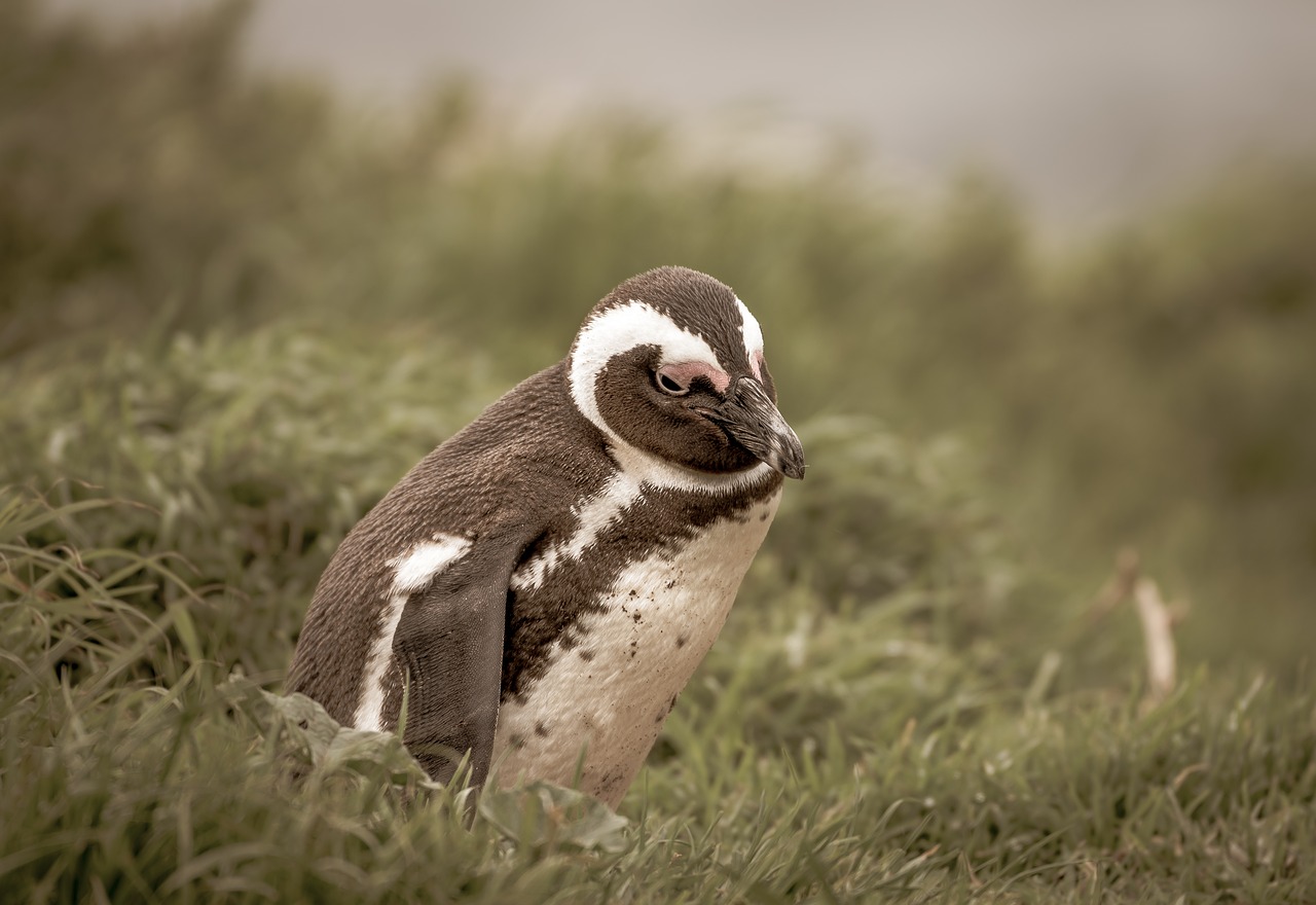 penguin  grass  sunny free photo