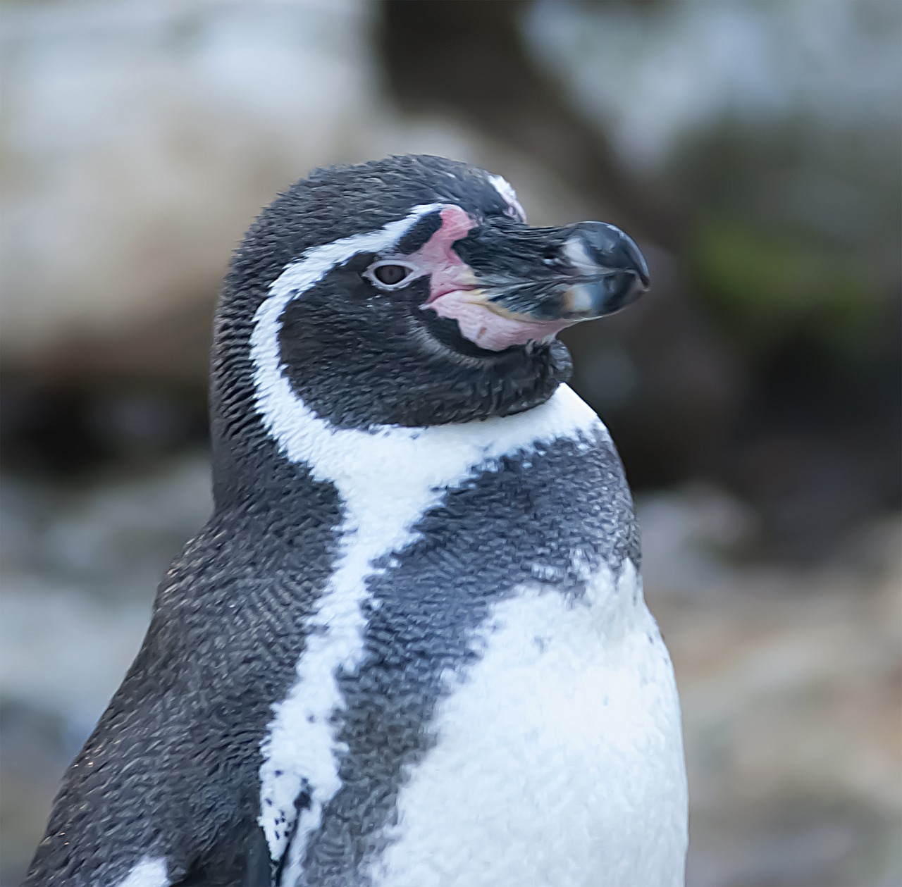 penguin  portrait  animal portrait free photo