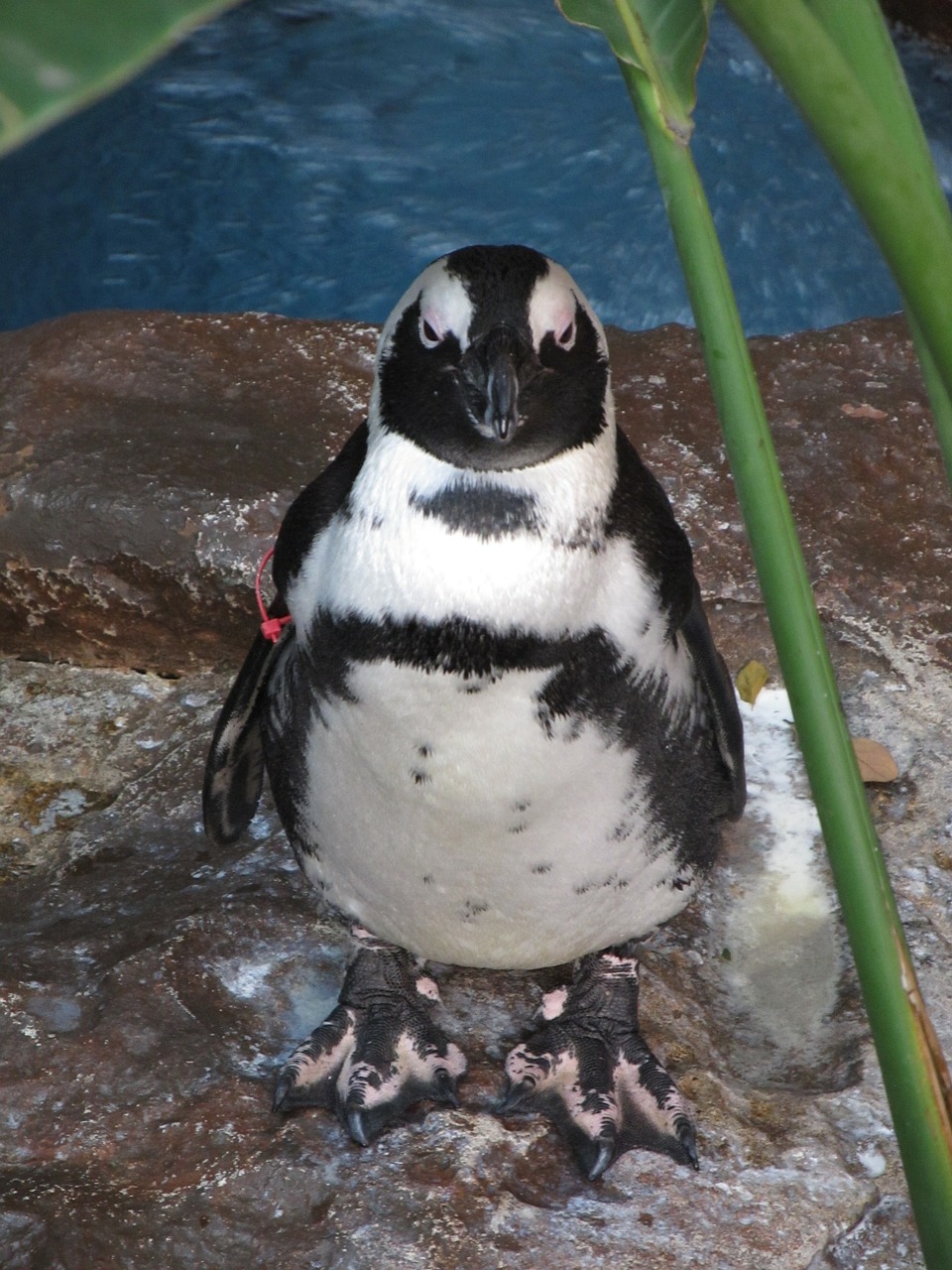 penguin black-footed penguin bird free photo