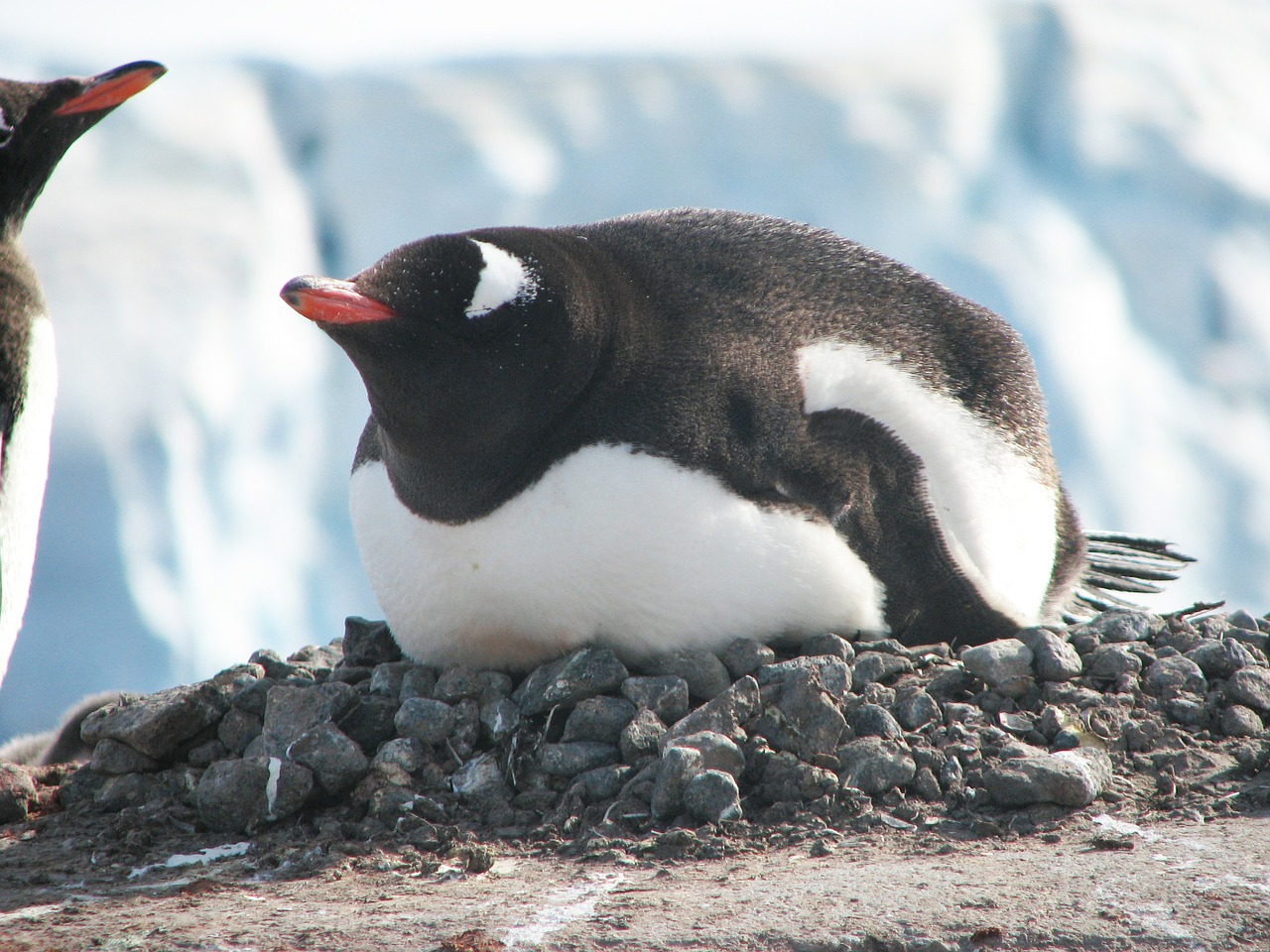 penguin nest incubating free photo