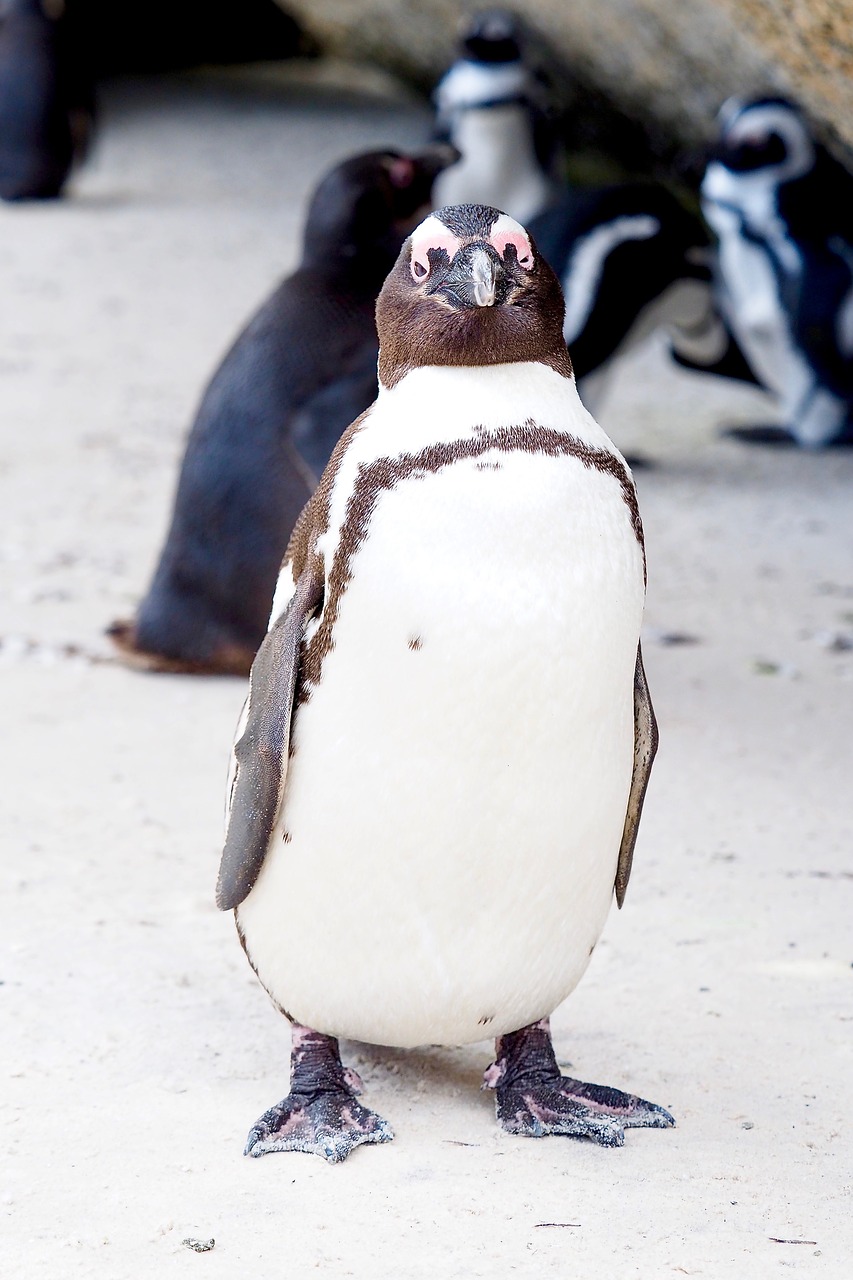 penguin  south africa  beach free photo