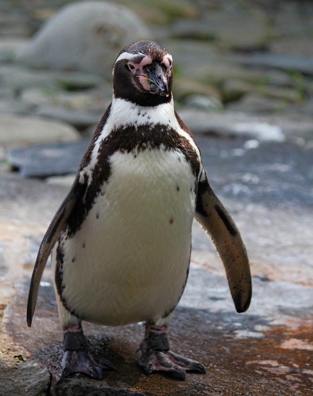 penguin  bird  flightless free photo